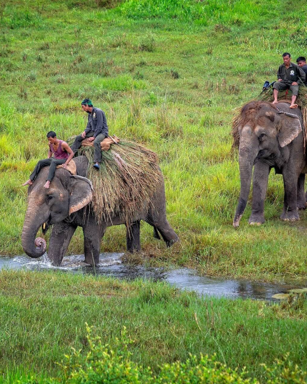 Jungle Safari