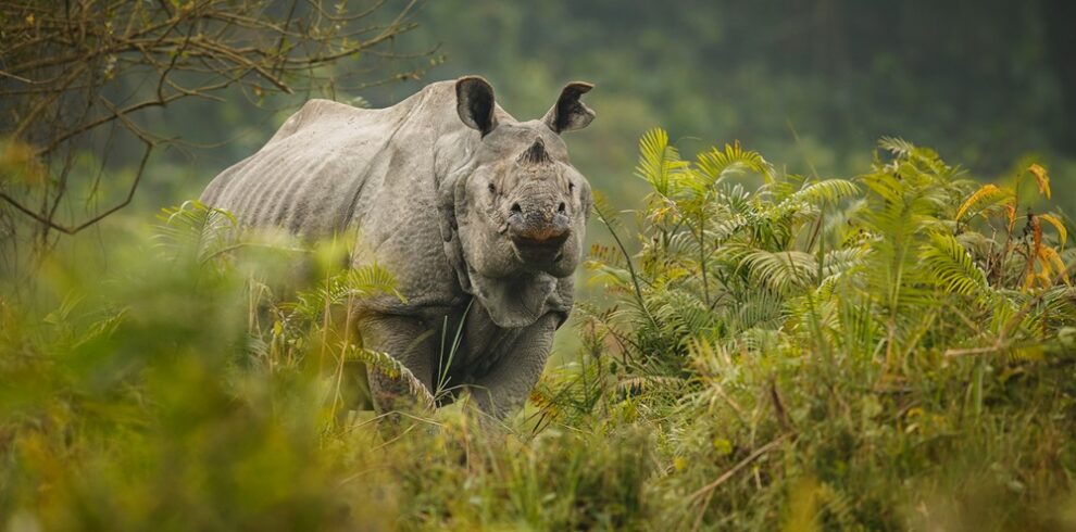 indian-rhinoceros-asia-indian-rhino-one-horned-rhinoceros-unicornis-with-green-grass